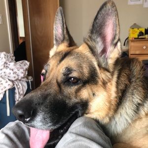 Meet your Posher, Penny